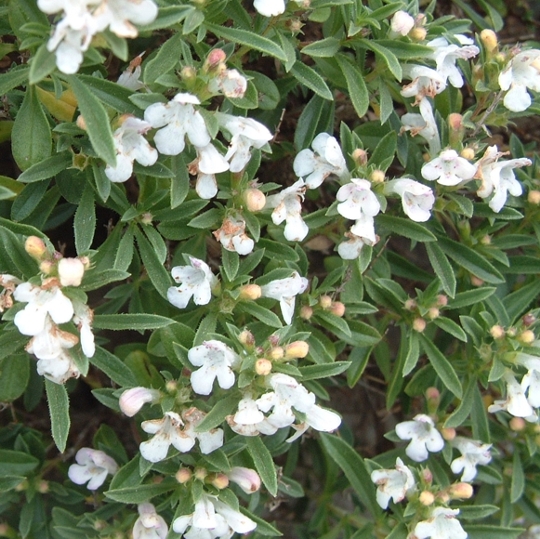 Satureja montana subsp. montana / Santoreggia montana